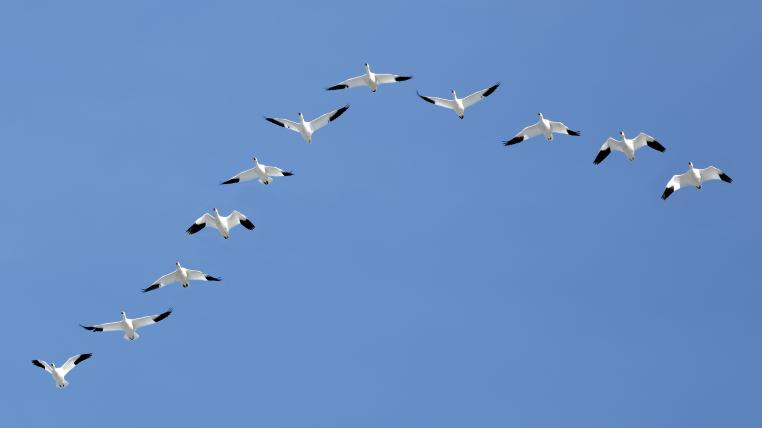Schneegänse auf dem Weg in den Süden