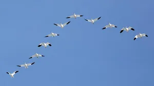 Die meisten Zugvögel, wie diese Schneegänse, sind heller gefärbt als ihre ortstreuen Artgenossen