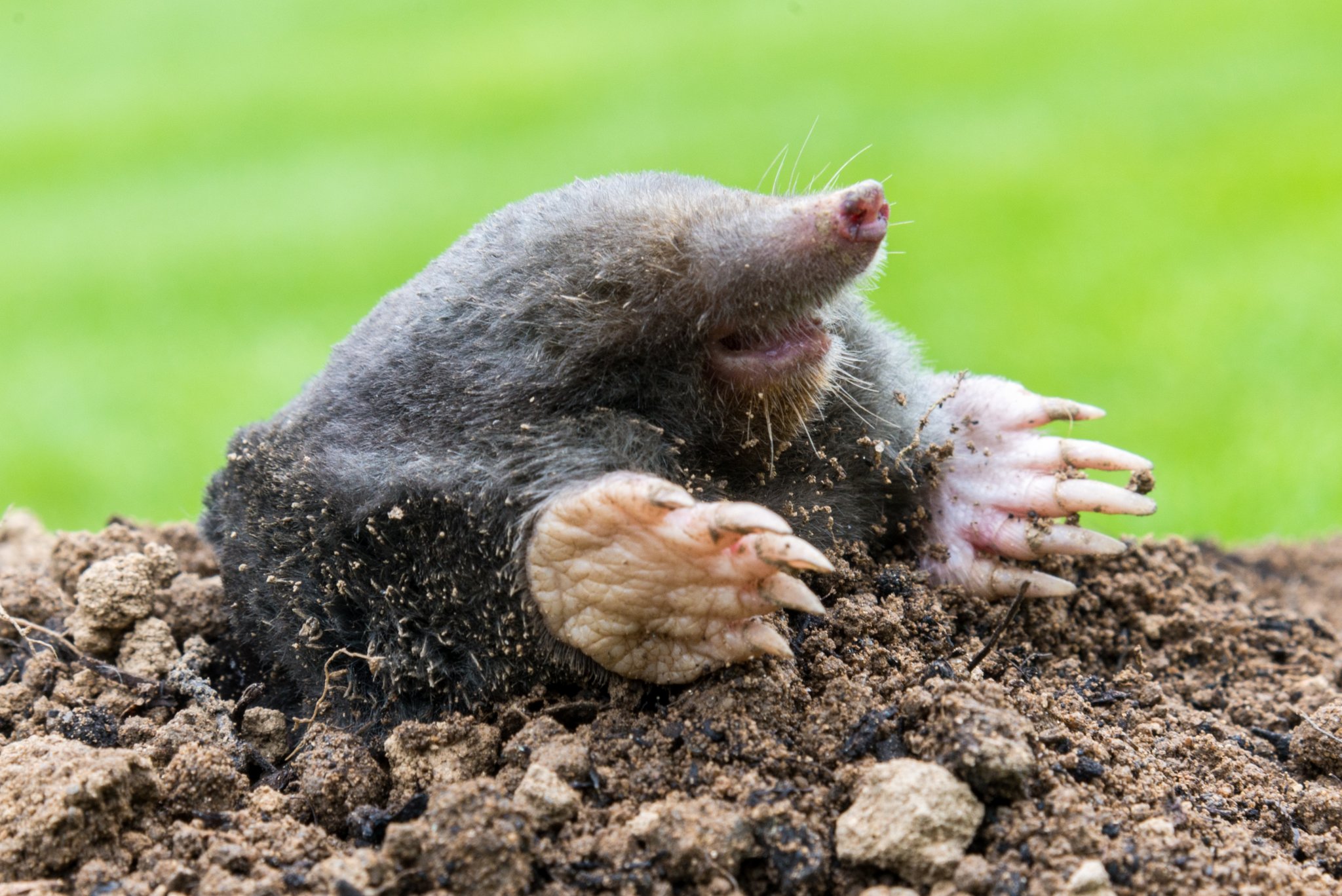 Der Maulwurf: Tunnelbauer im Garten