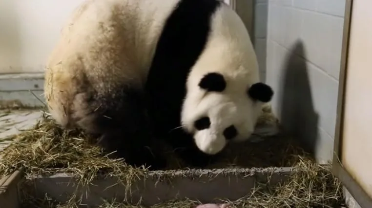 3c43b607bebcd6389040fc2c9ce224dec4442778 panda_s.jpg