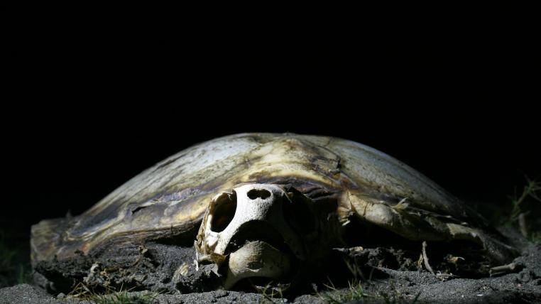 Schildkrötensterben