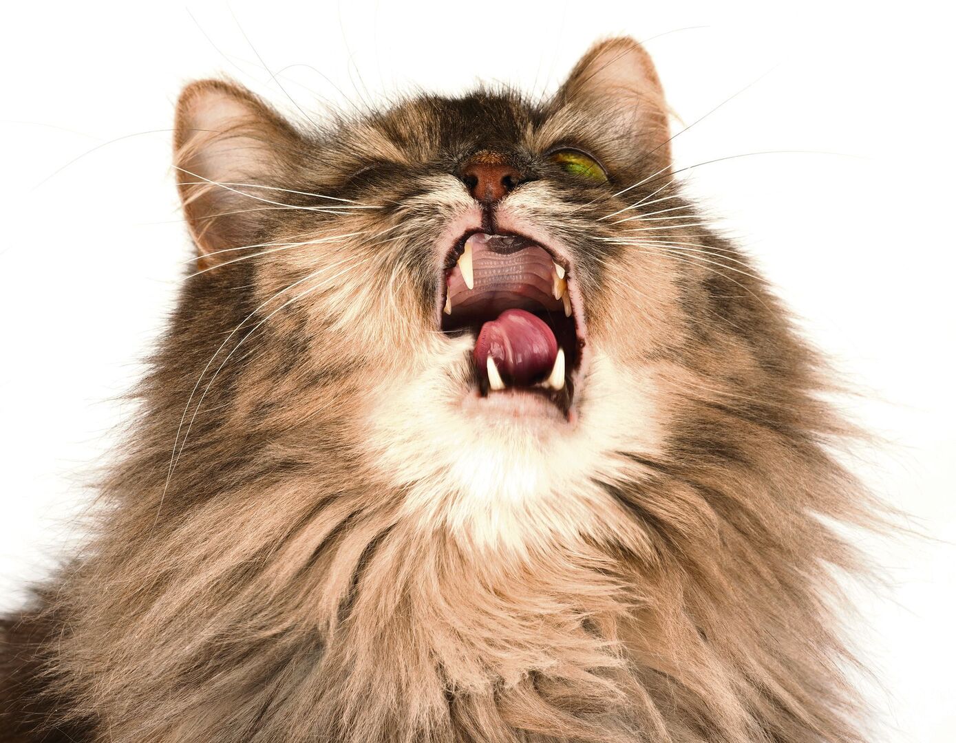 Katze