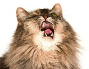 Viele Stoffe können auch bei Katzen eine allergische Reaktion auslösen.