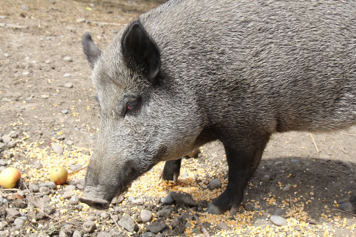 Wildschweinschäden im Weizenfeld im Kanton Zürich
