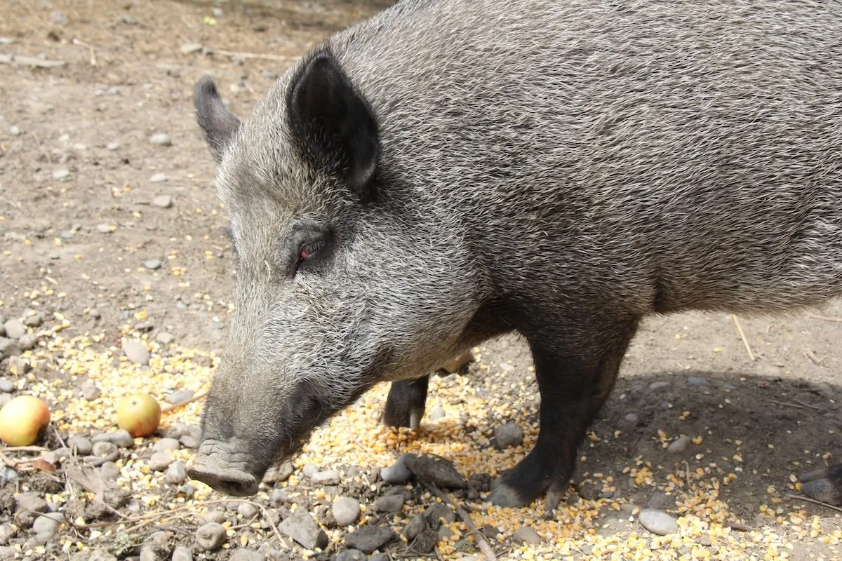 IMG_9359_Kopie Wildschweinschäden im Weizenfeld im Kanton Zürich