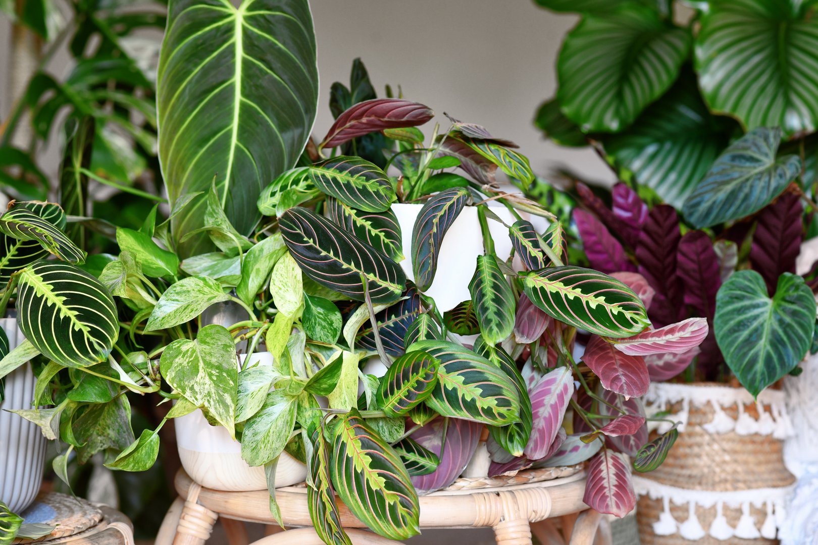 Vom Palmenzimmer zum Plantfluencer