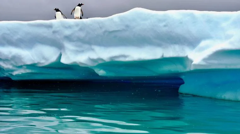 d8ccabf4d99fff19467d24f0b47f9064cf08bae6 Pinguine in der Antarktis