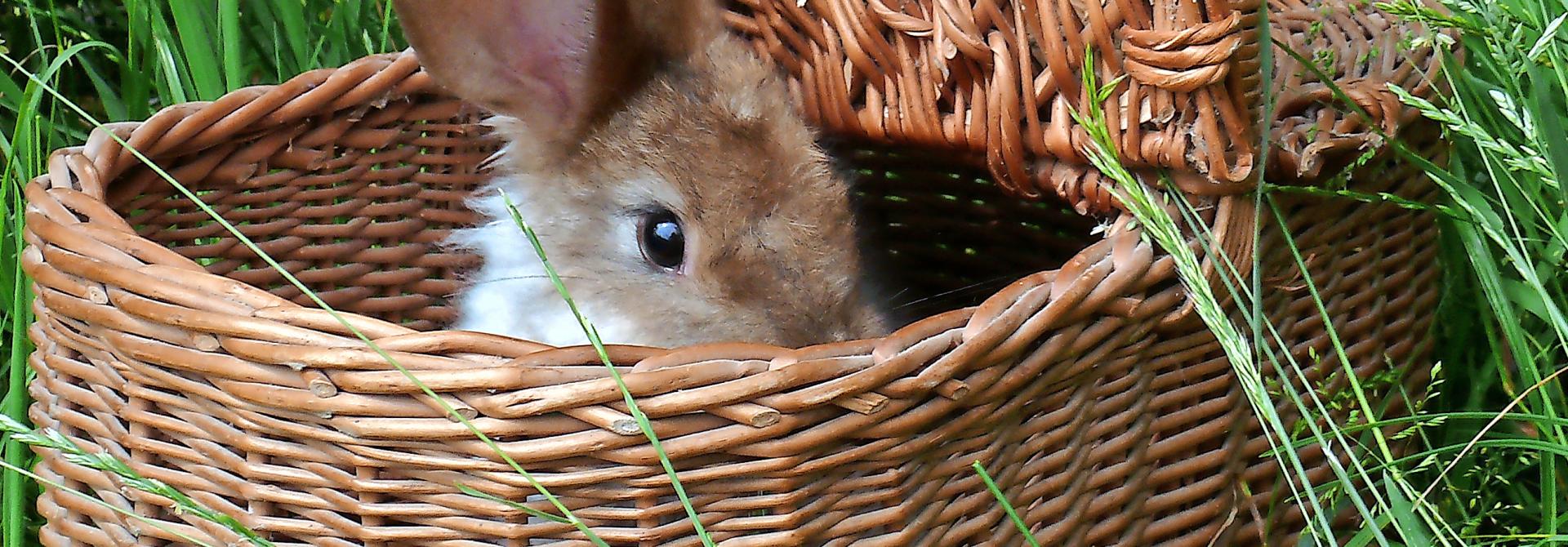 Kaninchen im Korb