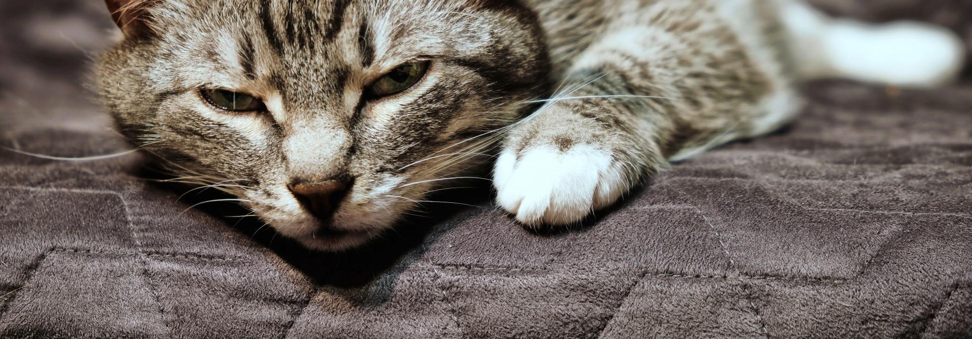 Katze liegt da und hat Schmerzen
