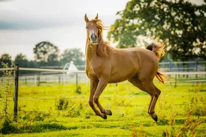 Der Gesamtsieg der ersten Comedy Pet Photography Awards geht an Nando Harmsen mit seinem Bild «Look at me» (deutsch: Schau mich an).