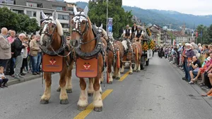 Die schwergewichtigen Kaltblüter aus Rheinfelden sind in der ganzen Schweiz beliebt – hier beim Umzug am Eidgenössischen Schwing- und Älplerfest 2019 in Zug.