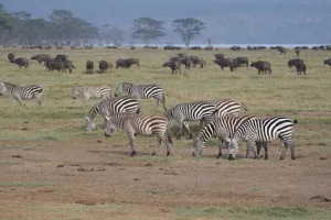 Diese Zebras und Kaffernbüffel leben in den engen Grenzen des Nakuru-Nationalparks in Kenia.