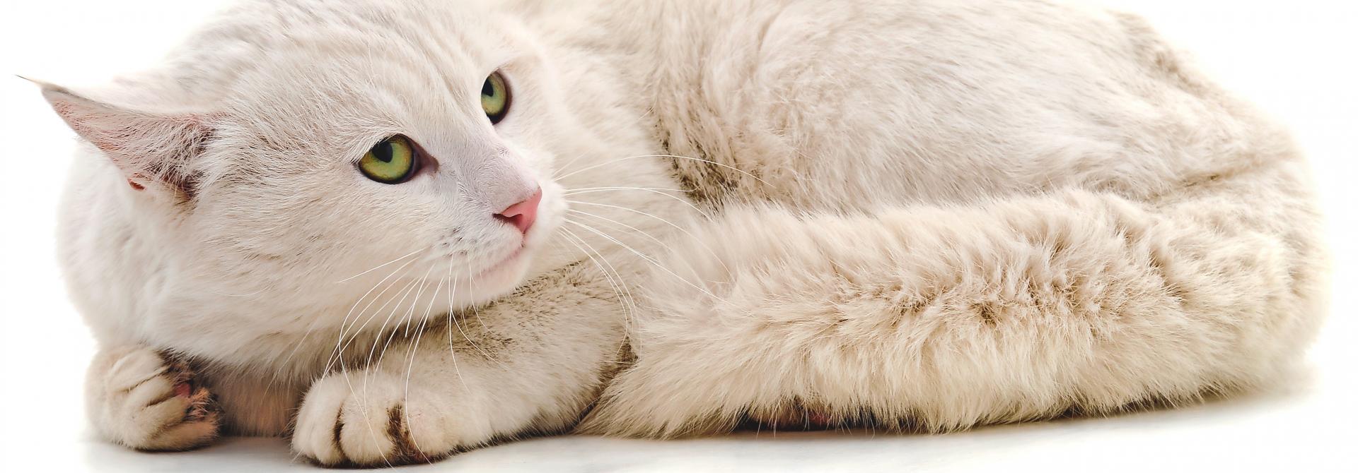 Weisse Katze hat Angst