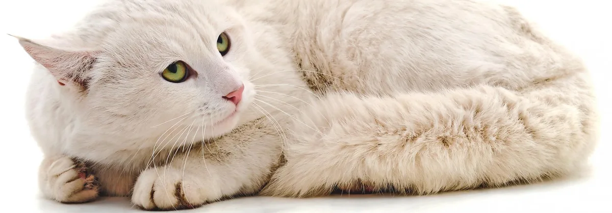 b079d026ddc65724342b404af22b2dc3982a6cfa Weisse Katze hat Angst