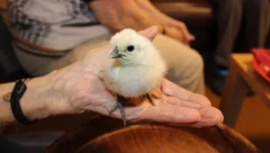 Ein Bibeli in den Händen zu halten weckt bei manchen Seniorinnen und Senioren Erinnerungen an früher.