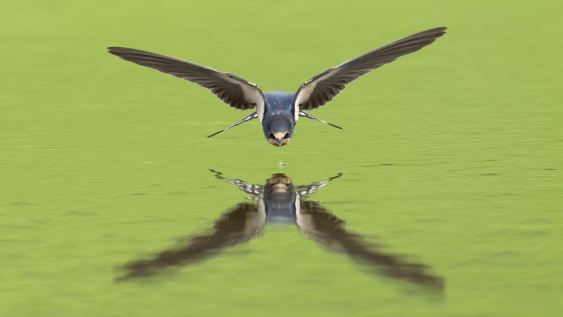 Diese Fotos haben die Vogelwarte Sempach am meisten überzeugt
