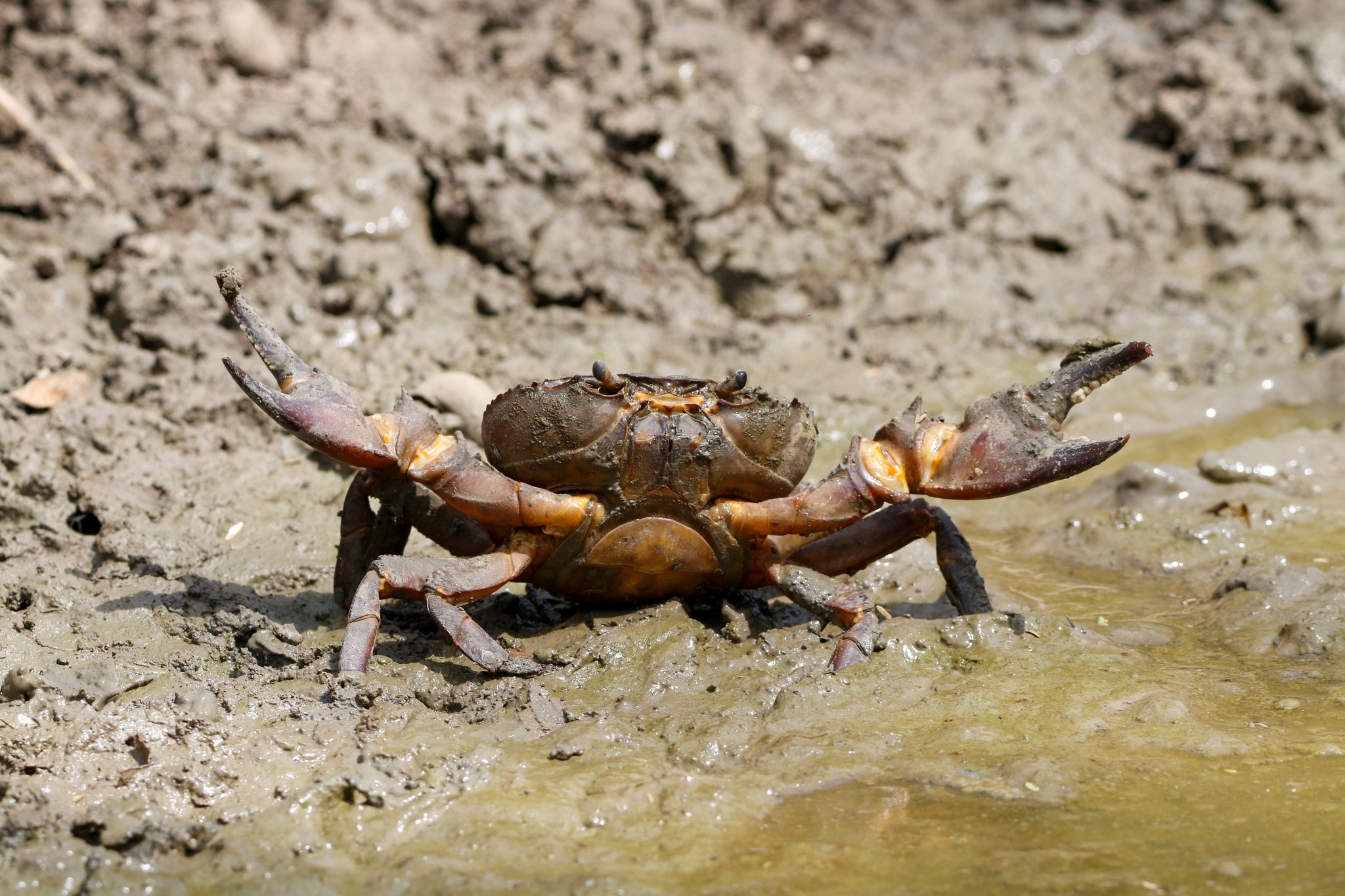Süsswasserkrabben (Potamon ibericum)