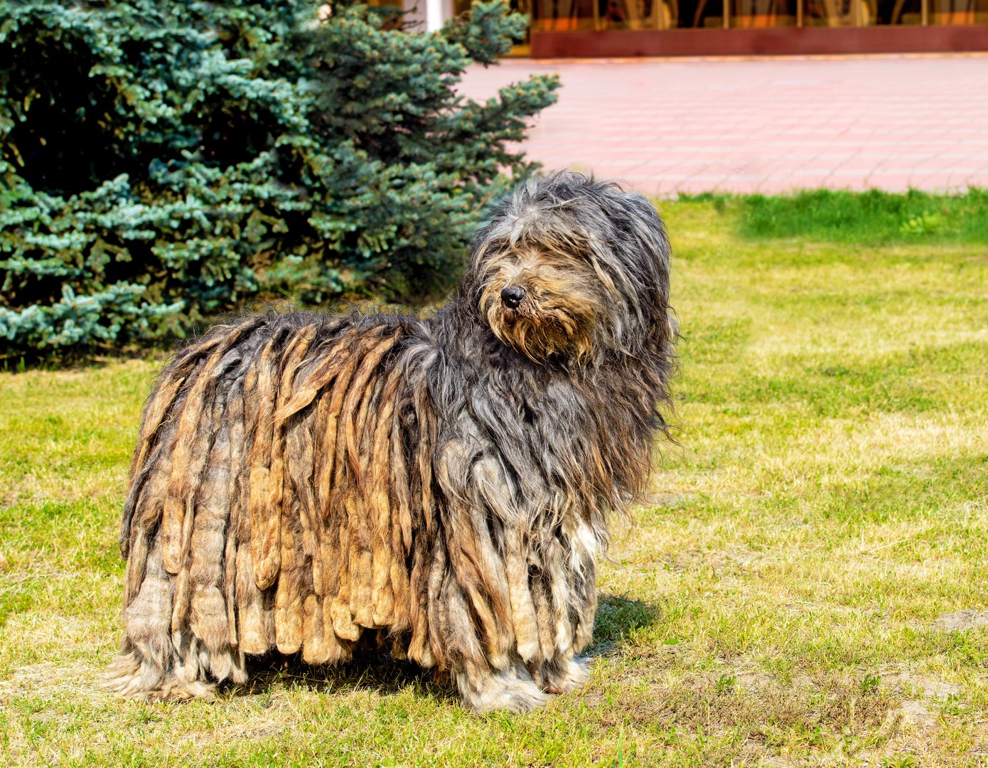 Bergamasker Hirtenhund: Der zottelige Hirtenhund