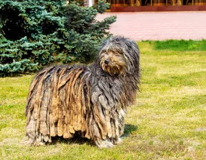 Der Bergamasker Hirtenhund ist bekannt für sein dichtes, zottelige Fell aus langen Strähnen, die sich zu natürlichen Filzplatten formen.