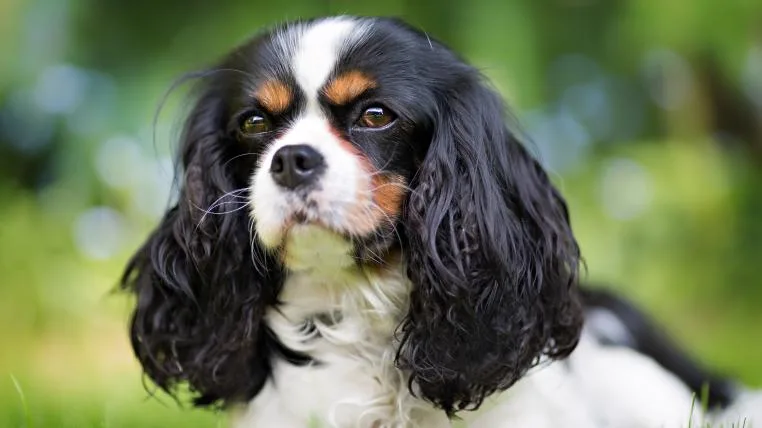 dfa2c012040eb05925c0c724a1986d13b390566b Cavalier King Charles Spaniels