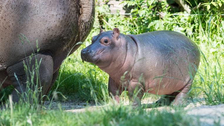 Flusspferdbaby im Zoo Basel