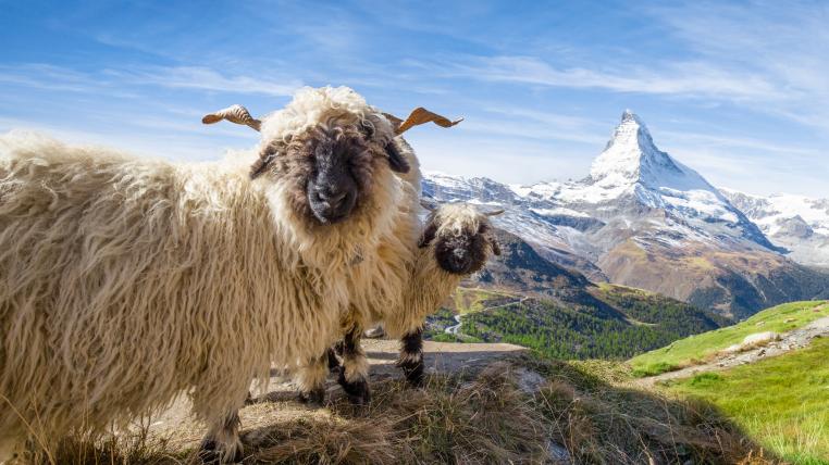 Walliser Schafe