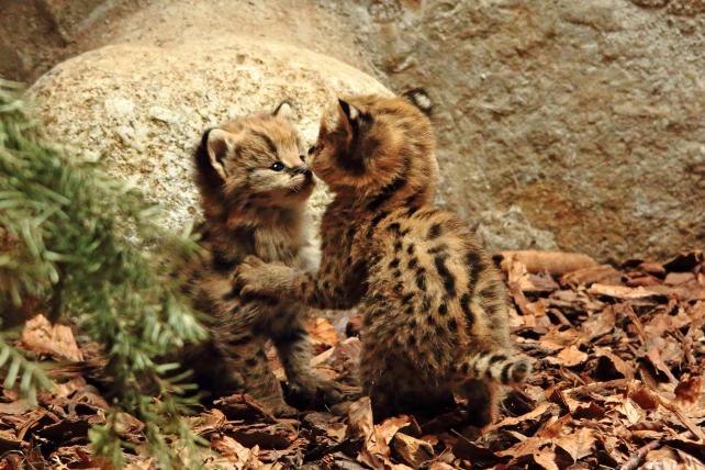 01-serval1.JPG