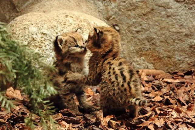 91c51db601c535b3b9f6dcfe6c30dc47b44d8240 01-serval1.JPG