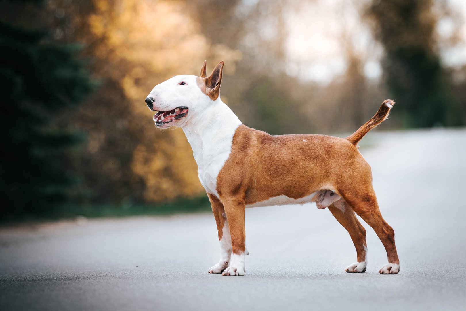 Bull Terrier: Der starke Kopf mit grossem Herz