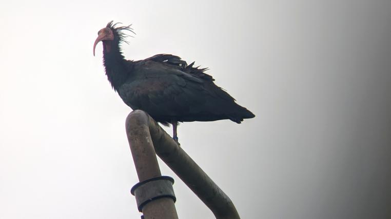Waldrapp-Dame Sonic auf Pfosten