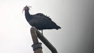 Waldrapp-Dame Sonic im September 2019 auf dem Flugplatz Lommis TG