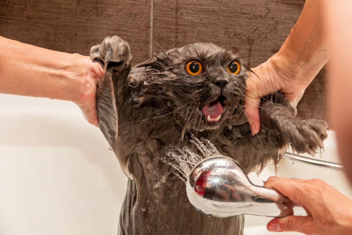 shutterstock_1426243856 Warum haben Katzen Angst vor Wasser?