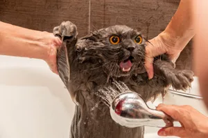 Das Fell der Katzen saugt Wasser wie ein Schwamm auf und trocknet sehr langsam.