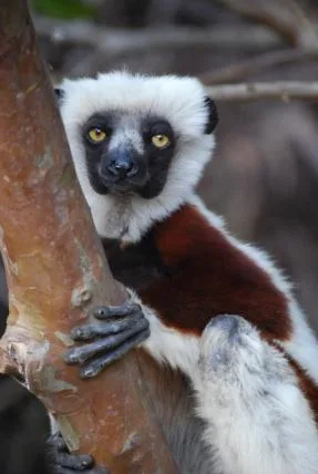 Über 90 Prozent aller Lemuren, die nur auf Madagaskar vorkommen, gelten als bedroht.