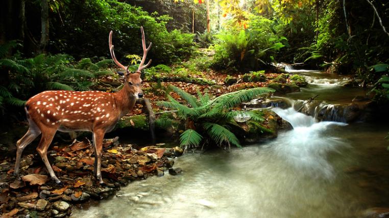 Wald_Tiere.jpg