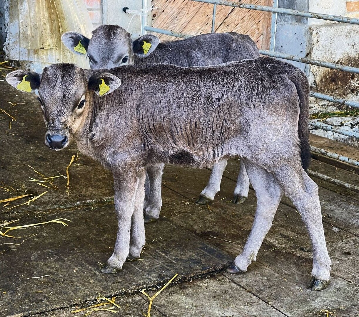 Sandra Henzer züchtet die kleinste Rinderrasse der Welt im Emmental