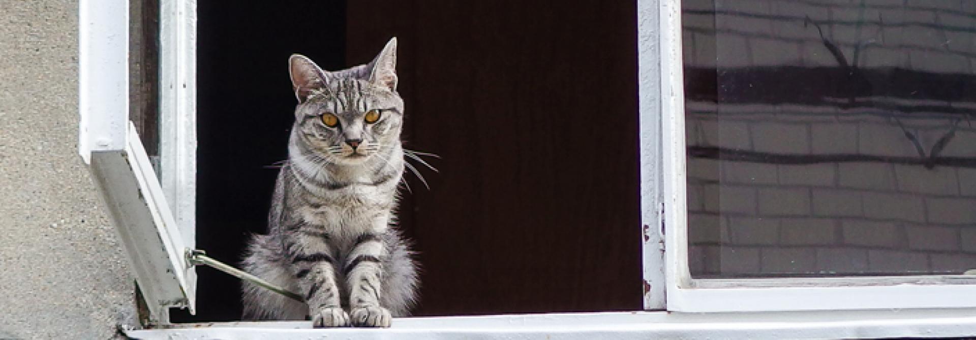 Katze in offenem Fenster