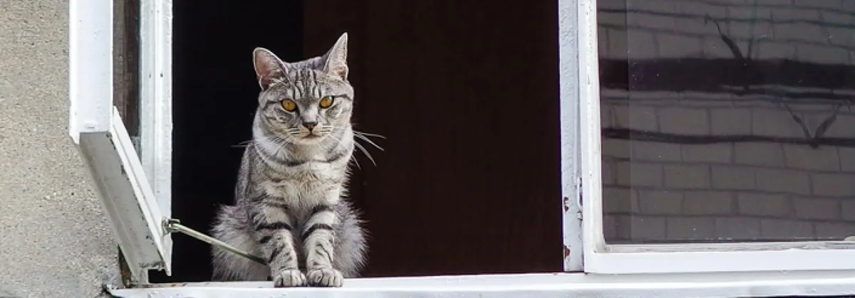 b54cafa463dbaadf4035ca27de633948d3ed6470 Katze in offenem Fenster