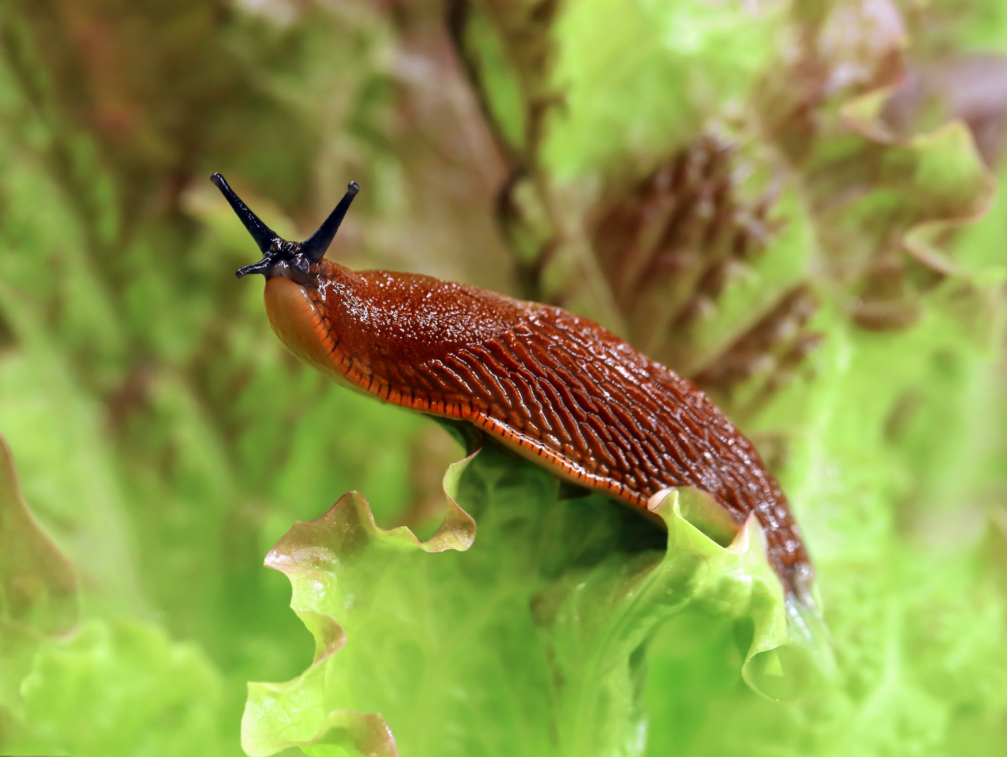 eine Schnecke sitzt auf einem Salatblatt und streckt die Fühler raus