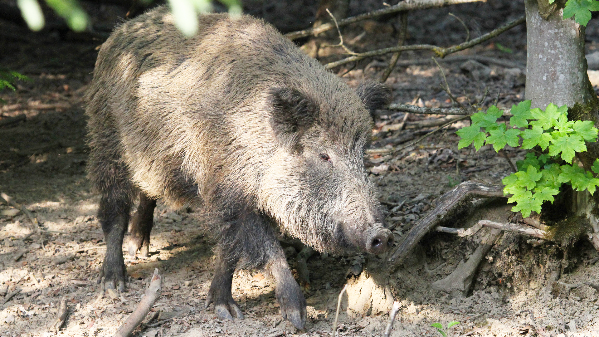 Schwein gehabt? Wie sich die Schweiz vor der Schweinepest schützt