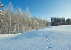 Ein Fährtenleser kann anhand der Spur bestimmen, welches Tier hier durch den Schnee hüpfte.