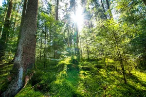 Trotz der anfänglichen Skepsis einer Freundin und der Herausforderungen, einen geeigneten Platz zu finden, führt ein Selbstversuch von fünf Stunden stiller Beobachtung im Zürcher Stadtwald zu einer tiefgreifenden Ruhe und Verbundenheit mit der Natur, die alles andere als langweilig ist.