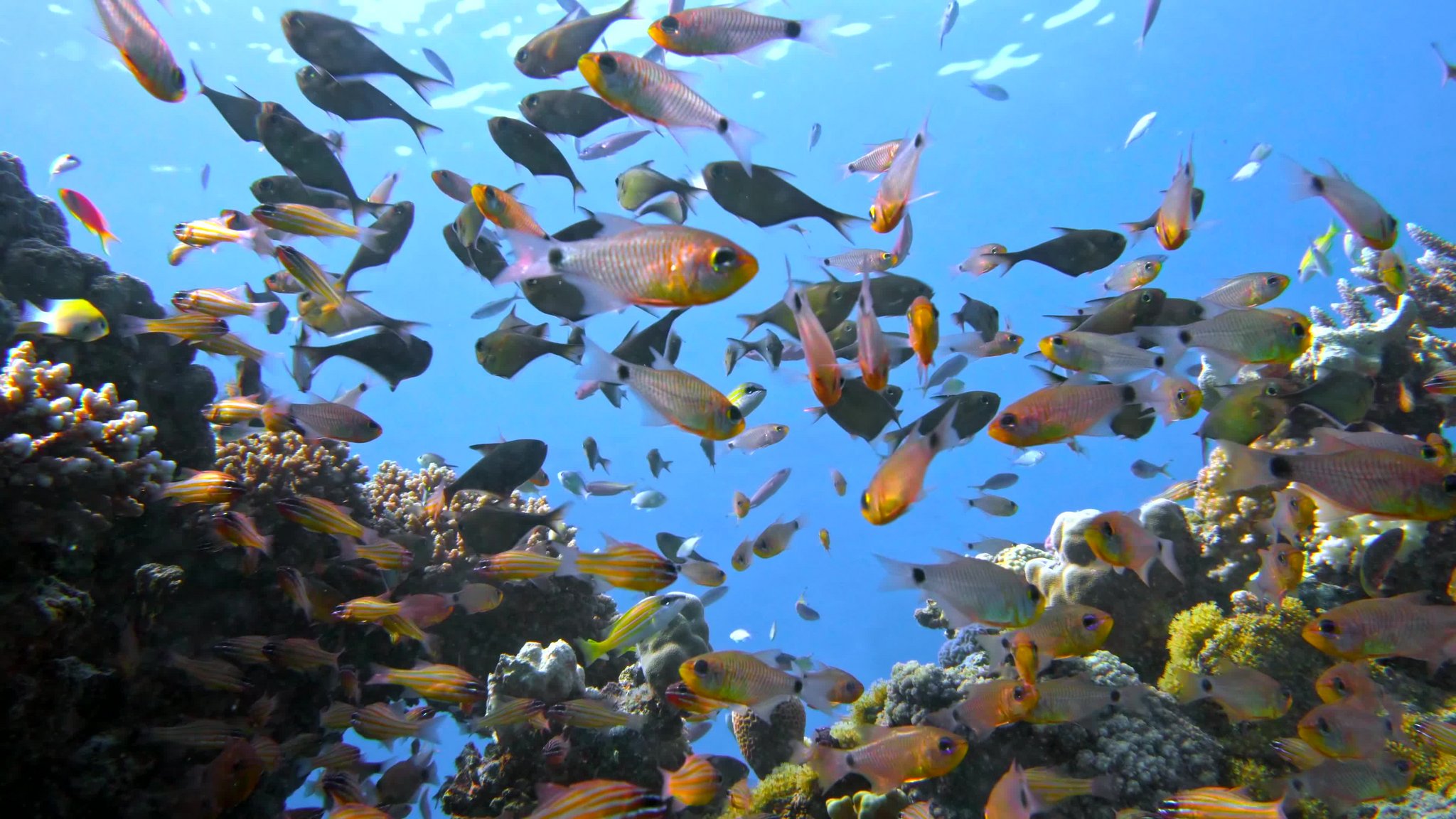 Ist der Fisch in Seenot?