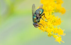 Neben Bienen leisten auch zahlreiche andere Insekten einen wichtigen Beitrag zur Bestäubung von Blüten.