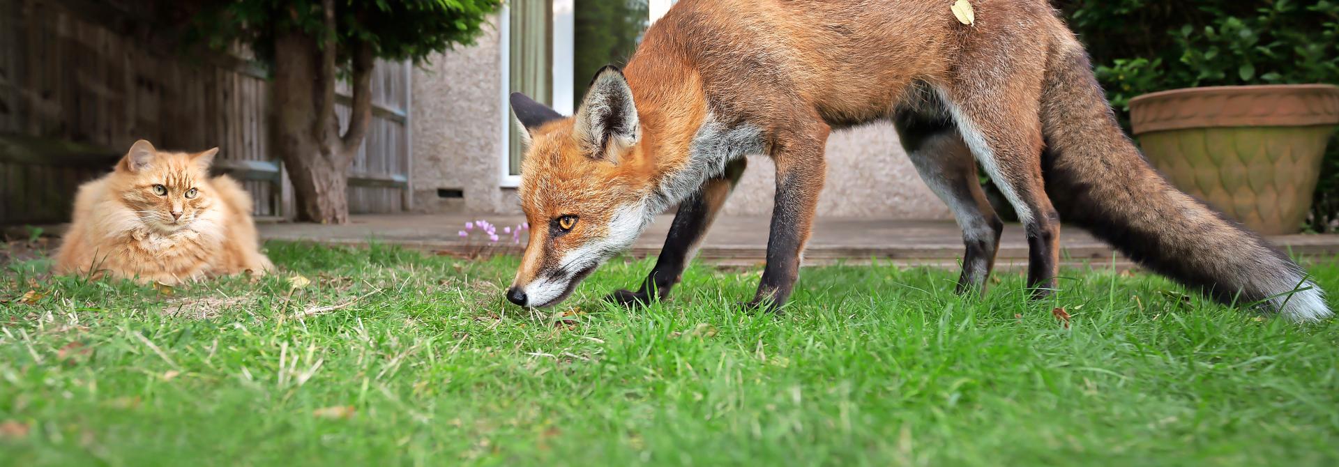 Katze und Fuchs