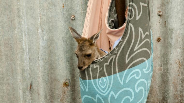 Känguruhbaby in Australien