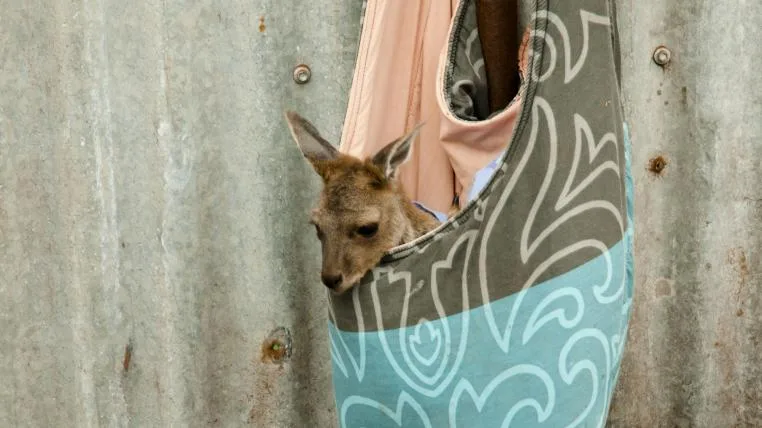 cbe04575076350240ef30b60d73377e038ae374f Känguruhbaby in Australien