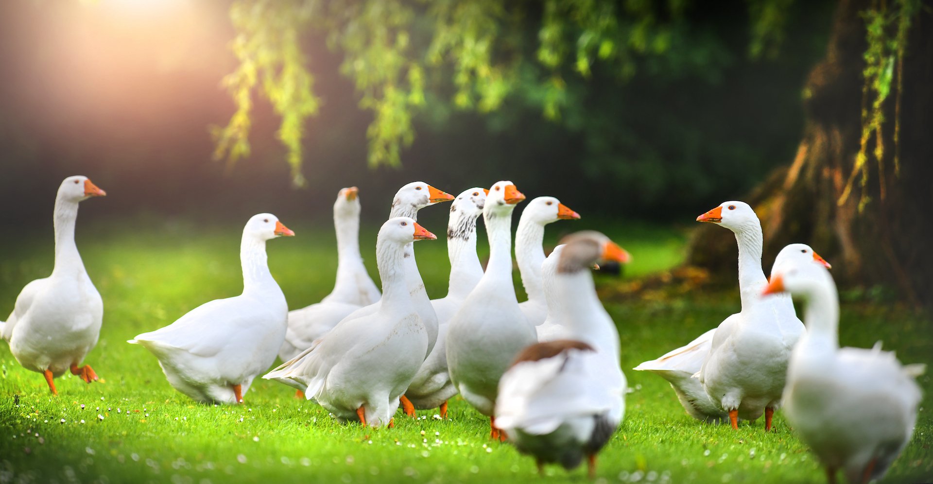 Wie Gänse artgerecht gehalten werden