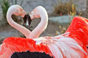 Flamingos sind – auch wegen ihrer rosa Farbe – ein Symbol für die Liebe.