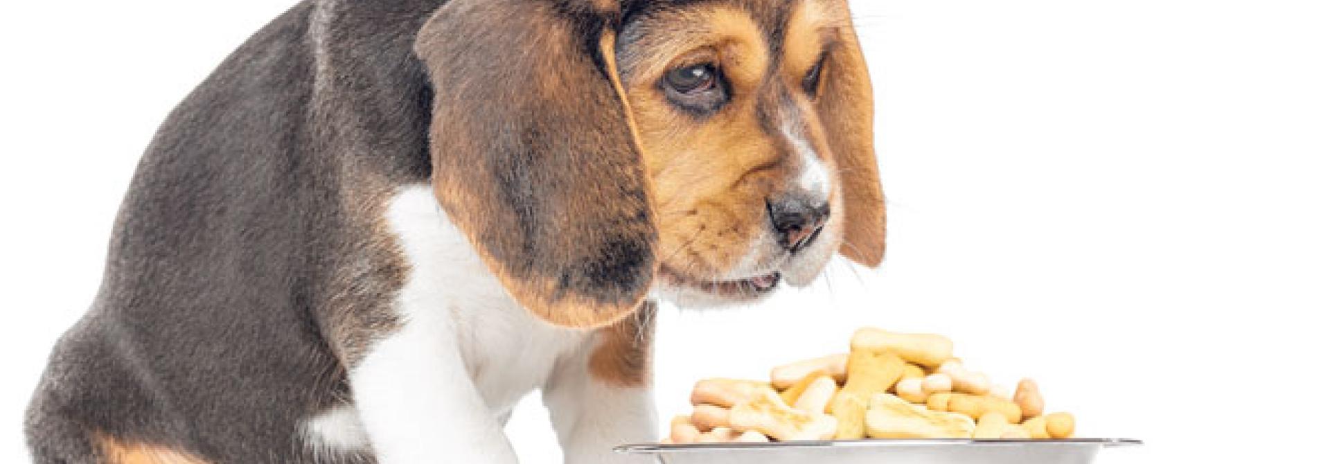 hund-traurig.jpg